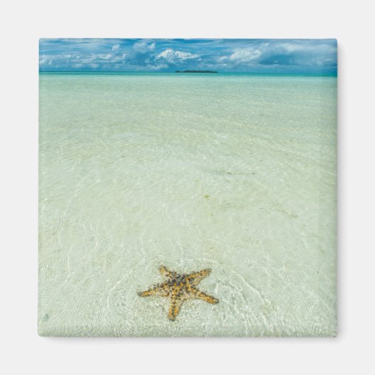 Zeester in ondiep water, Palau Magneet (Voorkant)
