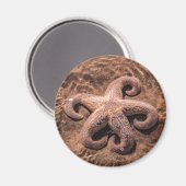 Zeester met krullenpootjes magneet (Voorkant / Achterkant)