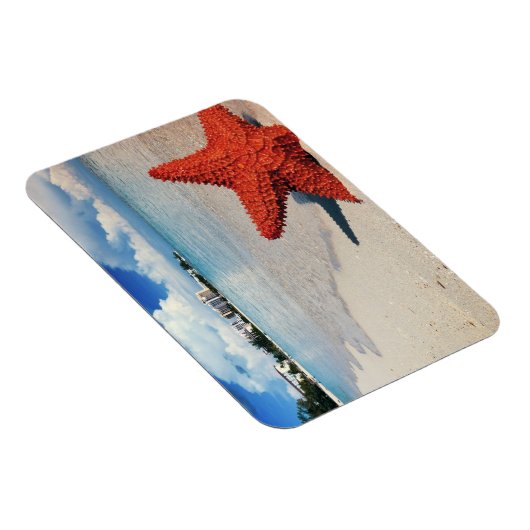 Zeester, Nassau, Bahama's Magneet (Rechterzijde)