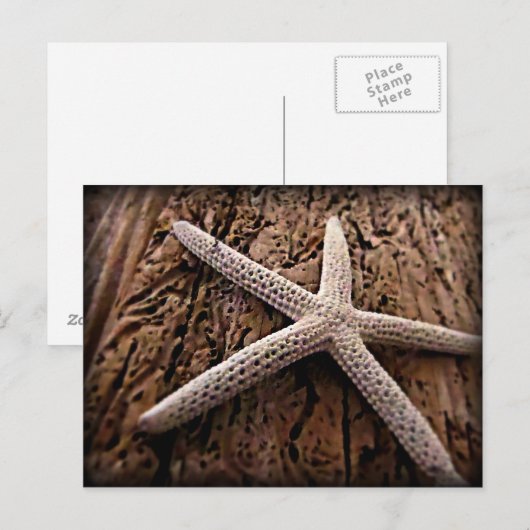 Zeester op Drijfhout Briefkaart (Voorkant / Achterkant)