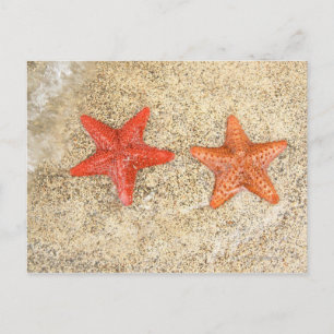 zeester op het strand aan de rand van de oceaan briefkaart