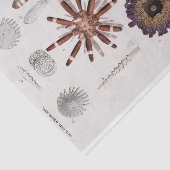  zeester tissuepapier (Detail)