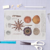  zeester tissuepapier (Craft)