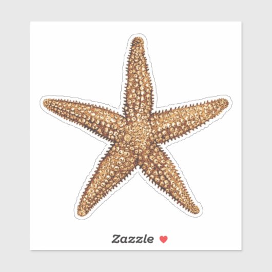 Zeester - Zee Star Sticker (Vel)