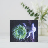 Zeesterren en anemoon briefkaart (Staand voorkant)