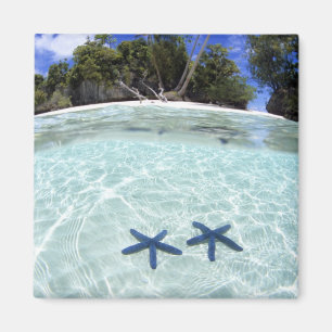 Zeesterren, Rock Islands, Palau 2 Magneet