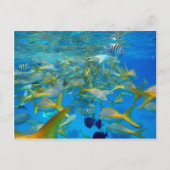 Zeevis Briefkaart (Voorkant)