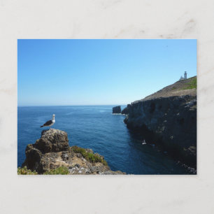 Zeevogel op Anacapa Island bij Channel Islands Briefkaart