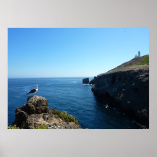 Zeevogel op Anacapa Island bij Channel Islands Poster