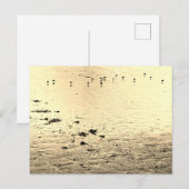 Zeevogels in sepia briefkaart (Voorkant / Achterkant)