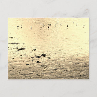 Zeevogels in sepia briefkaart