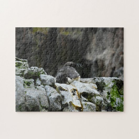 Zeevogels. Legpuzzel (Horizontaal)