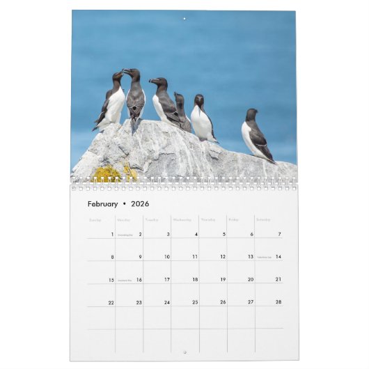 Zeevogels op Machias Seal Island 2026 Kalender (Feb 2026)