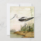  zeevogels, zeevogels (Voorkant)