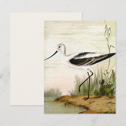  zeevogels, zeevogels (Voorkant / Achterkant)