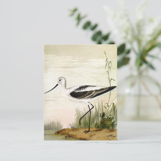  zeevogels, zeevogels briefkaart (Staand voorkant)