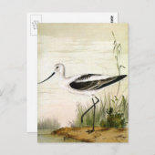  zeevogels, zeevogels briefkaart (Voorkant / Achterkant)