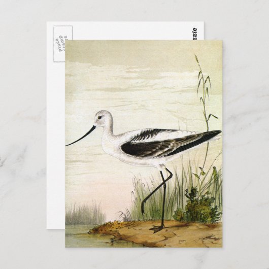  zeevogels, zeevogels briefkaart (Voorkant / Achterkant)