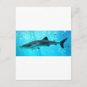Zeewaterkwaliteit Roze blauwe walvishaai Briefkaart