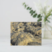 zeewier briefkaart (Staand voorkant)