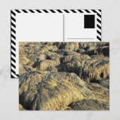 zeewier briefkaart (Voorkant / Achterkant)