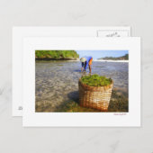 zeewier briefkaart (Voorkant / Achterkant)