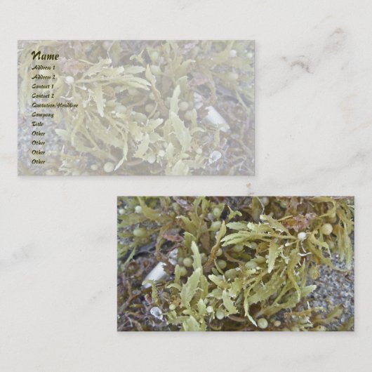 Zeewier Visitekaartje (Voorkant / Achterkant)