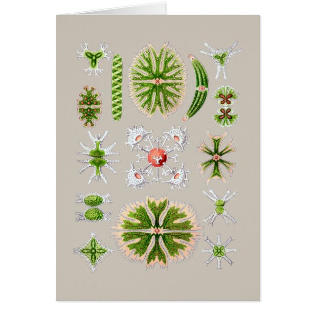 Zeewiergroen (Voorkant)