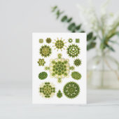 Zeewiergroen Briefkaart (Staand voorkant)