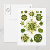 Zeewiergroen Briefkaart (Voorkant / Achterkant)