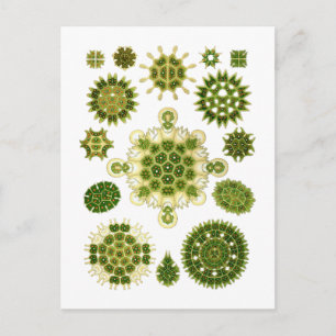 Zeewiergroen Briefkaart