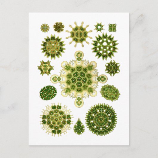 Zeewiergroen Briefkaart (Voorkant)