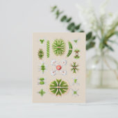 Zeewiergroen Briefkaart (Staand voorkant)