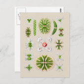 Zeewiergroen Briefkaart (Voorkant / Achterkant)