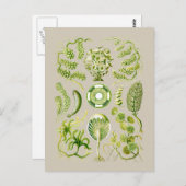 Zeewiergroen Briefkaart (Voorkant / Achterkant)