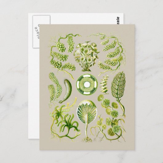 Zeewiergroen Briefkaart (Voorkant / Achterkant)