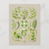 Zeewiergroen Briefkaart (Voorkant)