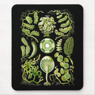 Zeewiergroen Muismat