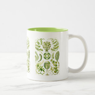 Zeewiergroen Tweekleurige Koffiemok
