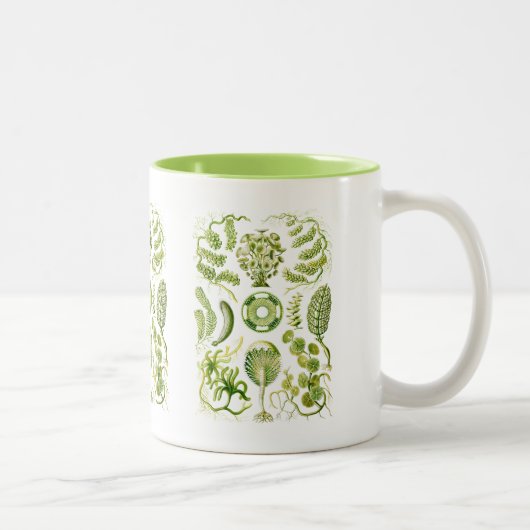 Zeewiergroen Tweekleurige Koffiemok (Rechts)