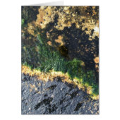 zeewiermijn (Voorkant)