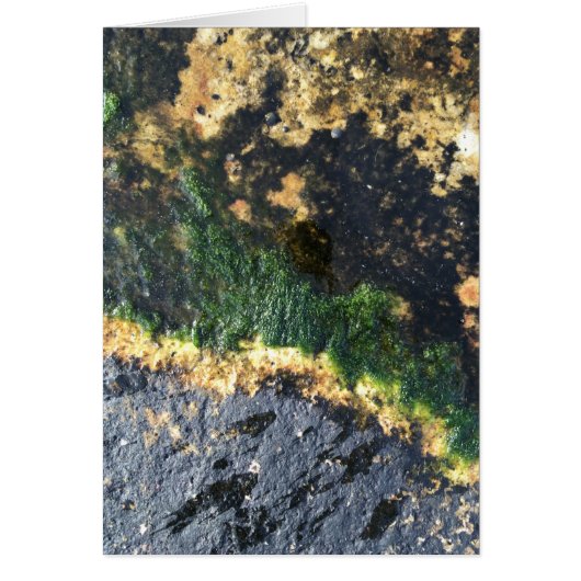 zeewiermijn (Voorkant)