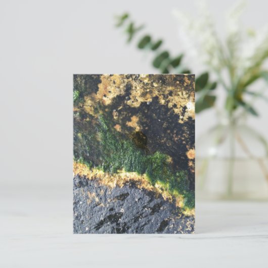 zeewiermijn briefkaart (Staand voorkant)