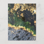 zeewiermijn briefkaart (Voorkant)