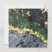 zeewiermijn kaart (Voorkant)