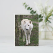 zeewolf briefkaart (Staand voorkant)