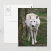 zeewolf briefkaart (Voorkant / Achterkant)