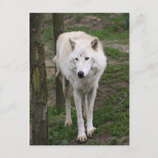 zeewolf briefkaart