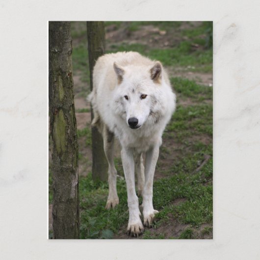 zeewolf briefkaart (Voorkant)