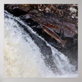 Zeezalmsalmo salar poster (Voorkant)